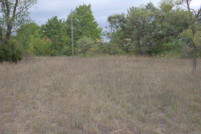 Forested Field, own work. A field of long wheat-like plants with a forest line behind it and trees intermingled, an old power pole visible in front of the forest line. Forested Field, own work. A field of long wheat-like plants with a forest line behind it and trees intermingled, an old power pole visible in front of the forest line.